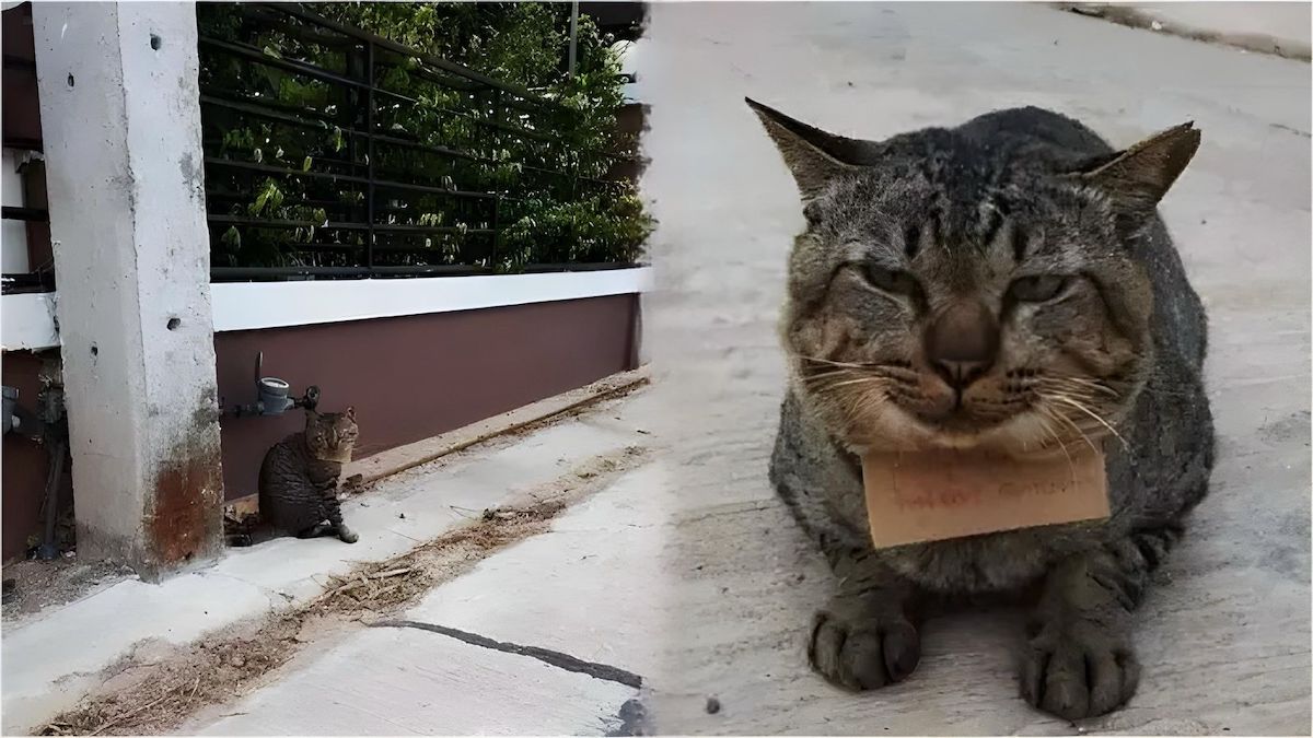 Ce chat qui avait disparu de chez lui revient 3 jours après avec un message autour du cou