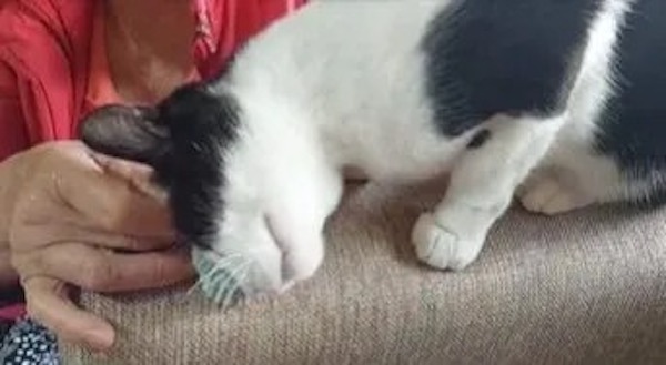 Ce chat sent un vêtement de son propriétaire décédé, sa réaction déchirante émeut tout le monde