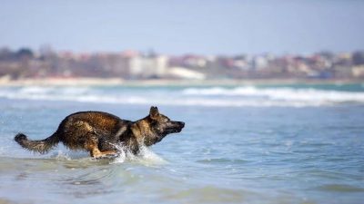 Ce chien nage durant 11 heures pour sauver la vie son maître, un véritable héros