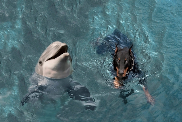 Ce chien tombe dans la mer, un groupe de dauphins le sauve de la noyade, une scène incroyable