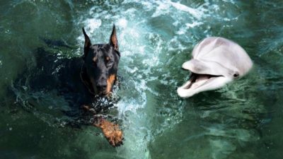 Ce chien tombe dans la mer, un groupe de dauphins le sauve de la noyade, une scène incroyable
