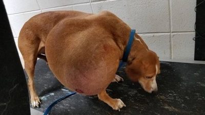 Ce chien victime d’une tumeur énorme doit être euthanasié, le destin en a décidé autrement