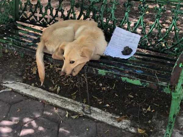 Ce chiot a été abandonné sur un banc public avec une lettre déchirante