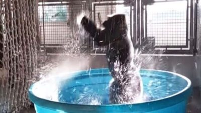 Ce gorille offre une danse à mourir de rire pendant son bain, vous allez craquer