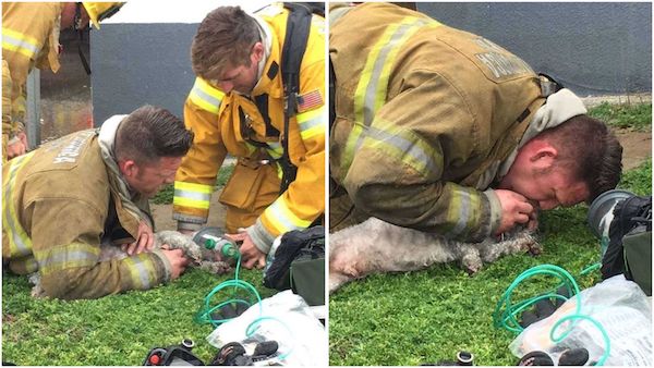 Ce pompier sort un chien au seuil de la mort d’une maison en feu et fait tout pour lui sauver la vie, un héros
