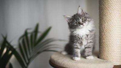 Ce que vous devez savoir avant d’accueillir un chat chez vous, les conseils à suivre