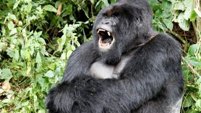 Ces 2 jeunes gorilles en colère détruisent les pièges des braconniers qui ont tué leur ami