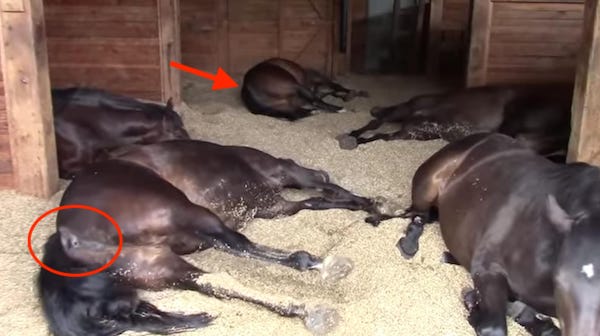 Ces chevaux pensent que personne ne les voit, mais lorsqu'ils lèvent la queue, ils font rire des millions de personnes