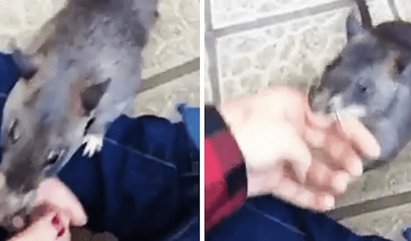 Cet énorme rat prend son propriétaire par la main pour lui montrer ses petits nouveaux-nés