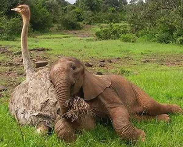 Cette autruche et cet éléphant deviennent les meilleurs amis au monde, ils sont inséparables