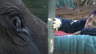 Cette éléphante de 73 ans en captivité retrouve sa liberté, sa réaction bouleversante