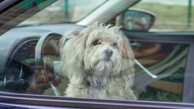 Comment réagir si vous voyez un chien enfermé dans une voiture ? Les étapes à suivre