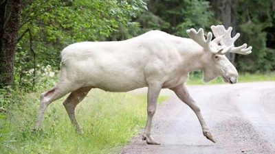 Créature rare : un orignal à pattes blanches aperçu en train de traverser la route