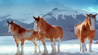 Des chevaux se lancent des boules de neige, regardez qui est le chef
