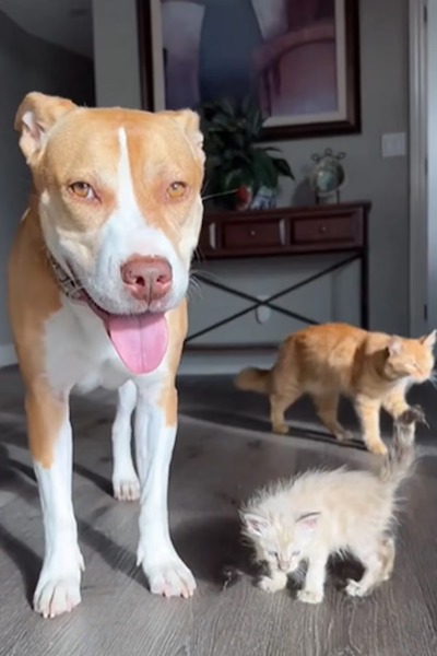 Cette chienne Pitbull devient la mère d’une dizaine de chatons, magnifique