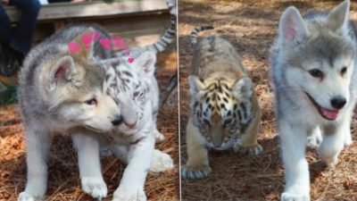Inséparables : l'incroyable amitié d'un bébé loup et d'un bébé tigre
