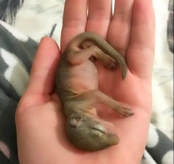Elle trouve un bébé écureuil femelle et lui sauve la vie, plus tard, il revient pour accoucher