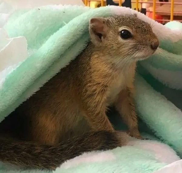 Elle trouve un bébé écureuil femelle et lui sauve la vie, plus tard, il revient pour accoucher