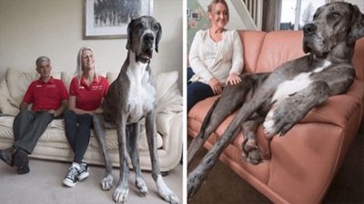 Freddy, ce chien est le plus grand au monde : il est impressionnant