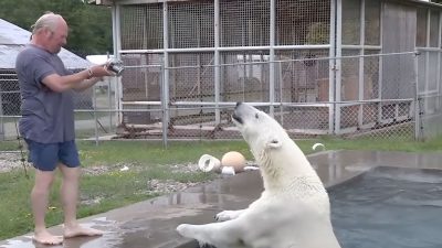 Homme chanceux, le seul homme au monde à pouvoir nager avec un ours polaire