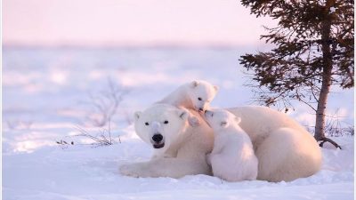 Il a enduré un froid intense pendant 117 heures pour capturer ces images d'ours polaires