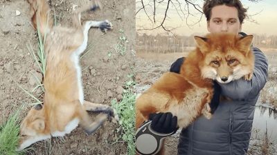 Il sauve un renard sauvage au seuil de la mort, ils deviennent inséparables (photos)