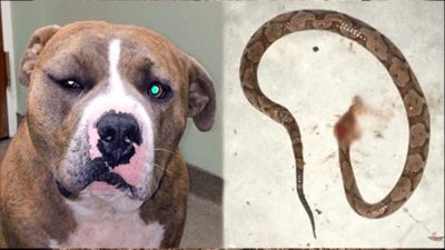 Il se fait attaquer par un serpent venimeux, son chien Pitbull lui sauve la vie : un véritable héros