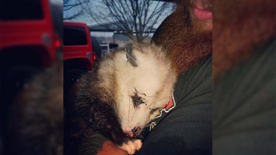 Ils trouvent un opossum femelle sur la route au seuil de la mort, son destin bascule