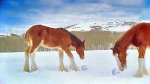 Des chevaux se lancent des boules de neige, regardez qui est le chef