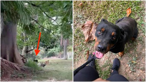 Inquiète, elle suit la position GPS de son chien et découvre sa double vie