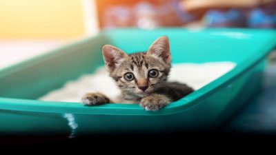 La fréquence à laquelle vous devriez changer la litière de votre chat pour éviter les mauvaises odeurs