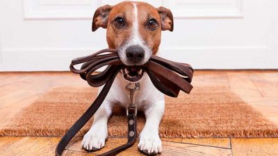 La laisse rétractable vs la laisse traditionnelle pour les chiens : les avantages et inconvénients de chacune