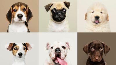 La plupart des chiens ont les yeux de couleur marron : les raisons surprenantes expliquées