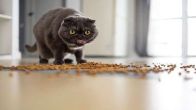 La raison pour laquelle les chats veulent généralement que leurs maîtres les regardent manger
