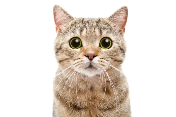 La véritable raison pour laquelle les chats ont les pupilles des yeux qui se dilatent