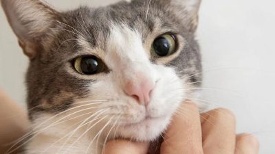 La véritable raison pour laquelle les chats ont les pupilles des yeux qui se dilatent