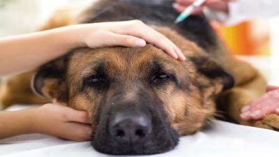 Les 10 maladies les plus courantes chez les chiens que vous devriez absolument connaître