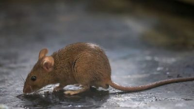Les 5 animaux qui feront fuir les souris chez vous, c’est radical
