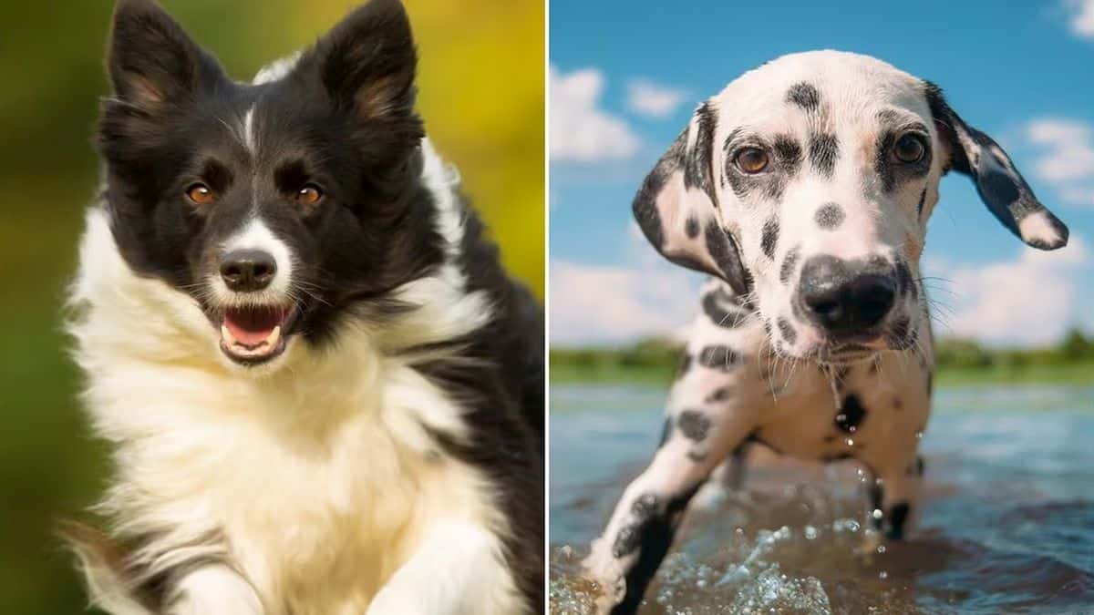 Les 7 races de chiens idéales pour faire de l’exercice et rester en pleine forme