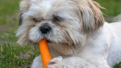 Les bienfaits des carottes pour la santé de votre chien