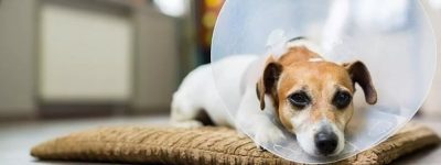 Les complications possibles après la castration d’un chien : les identifier et les mesures à prendre