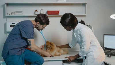 Les complications possibles après la castration d’un chien : les identifier et les mesures à prendre