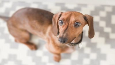 Les étapes faciles à suivre pour empêcher votre chien de manger tout ce qu'il trouve sur le sol