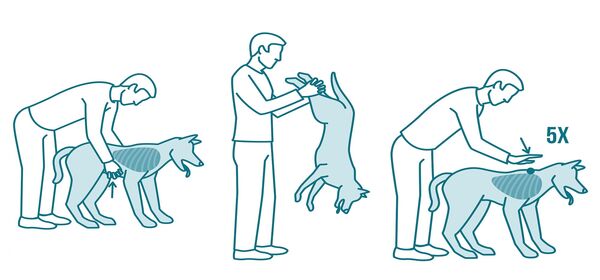 Les étapes que vous devez suivre si votre chien s’étouffe soudainement