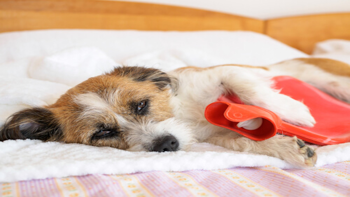 Les maux d'estomac chez le chien : connaître les signes et les symptômes révélateurs