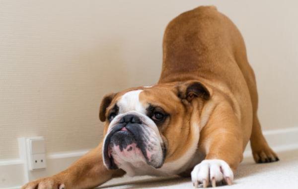 Les maux d'estomac chez le chien : connaître les signes et les symptômes révélateurs