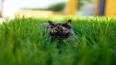 Les races de chats qui vivent le plus longtemps selon cette étude scientifique