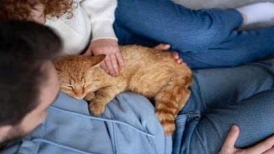 Les raisons pour lesquelles votre chat ne veut plus dormir avec vous