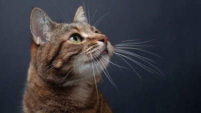 Les signes révélateurs que votre chat vieillit et vit ses dernières années