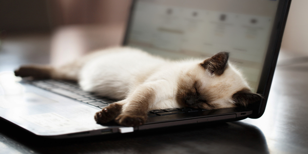 L’étrange raison pour laquelle les chats adorent dormir sur votre ordinateur